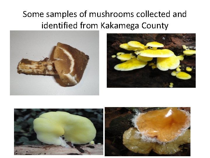 Some samples of mushrooms collected and identified from Kakamega County 