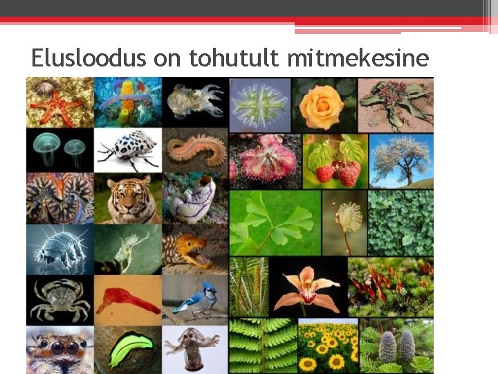 Elusloodus on tohutult mitmekesine 