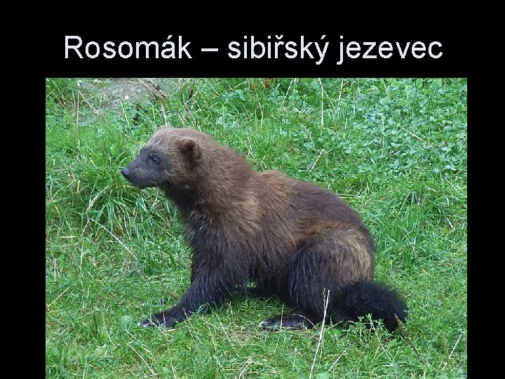 Rosomák – sibiřský jezevec 