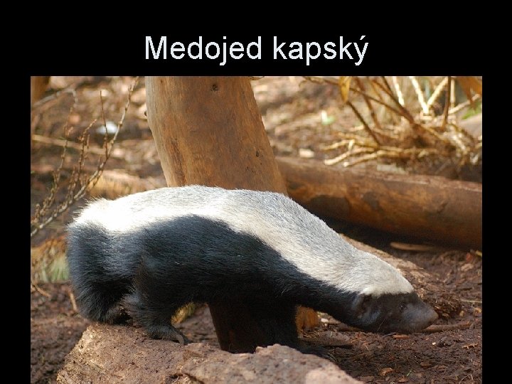 Medojed kapský 