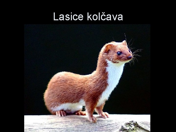 Lasice kolčava 