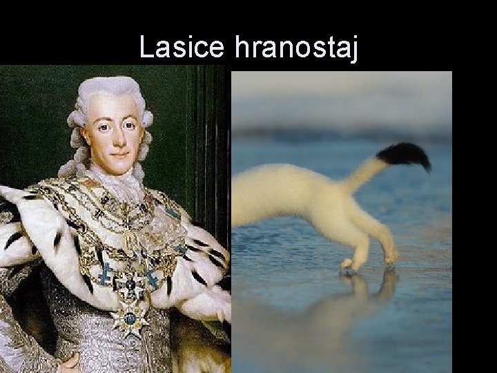 Lasice hranostaj 
