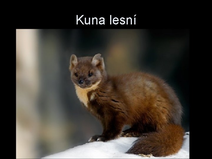 Kuna lesní 