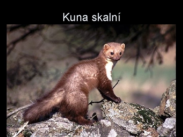 Kuna skalní 