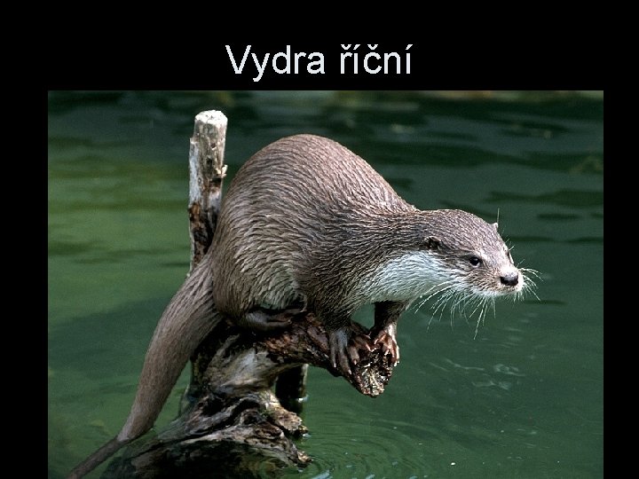 Vydra říční 