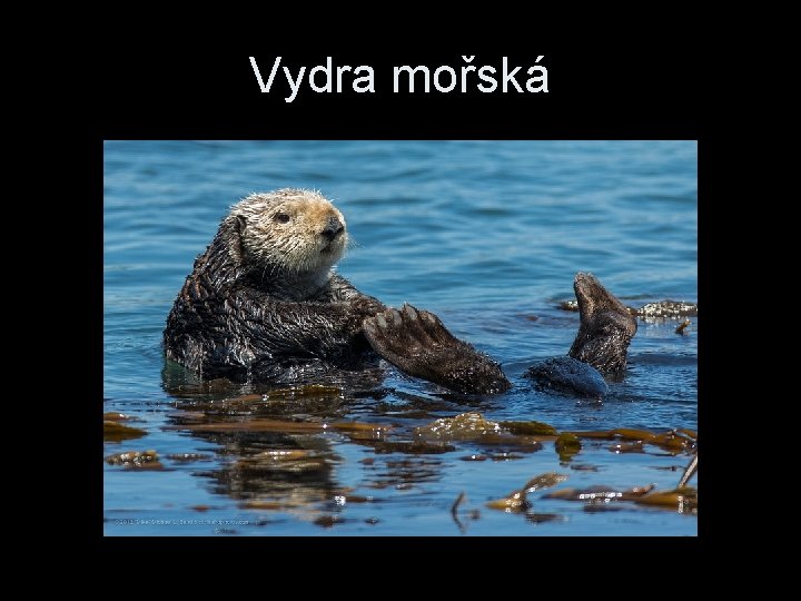 Vydra mořská 