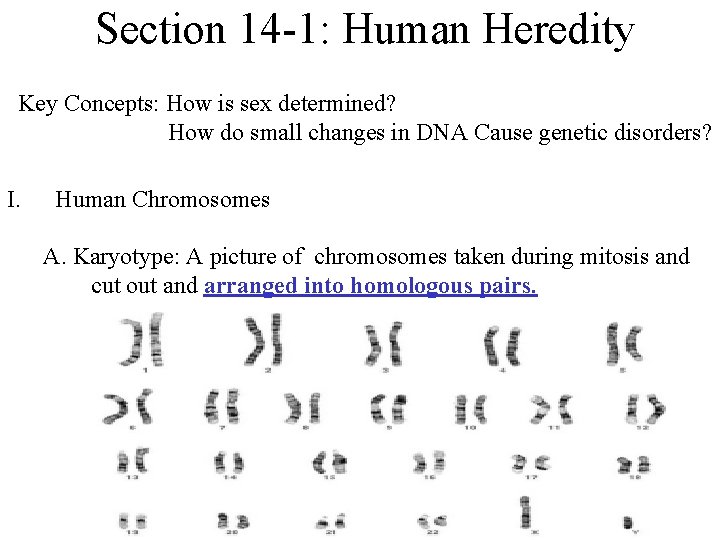 Section 14 -1: Human Heredity Key Concepts: How is sex determined? How do small