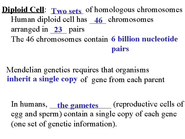 Diploid Cell: ____ of homologous chromosomes Two sets Human diploid cell has ____ chromosomes