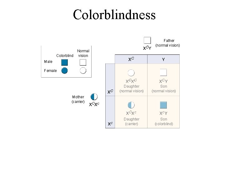 Figure 14 -13 Colorblindness Section 14 -2 Father (normal vision) Colorblind Normal vision Male