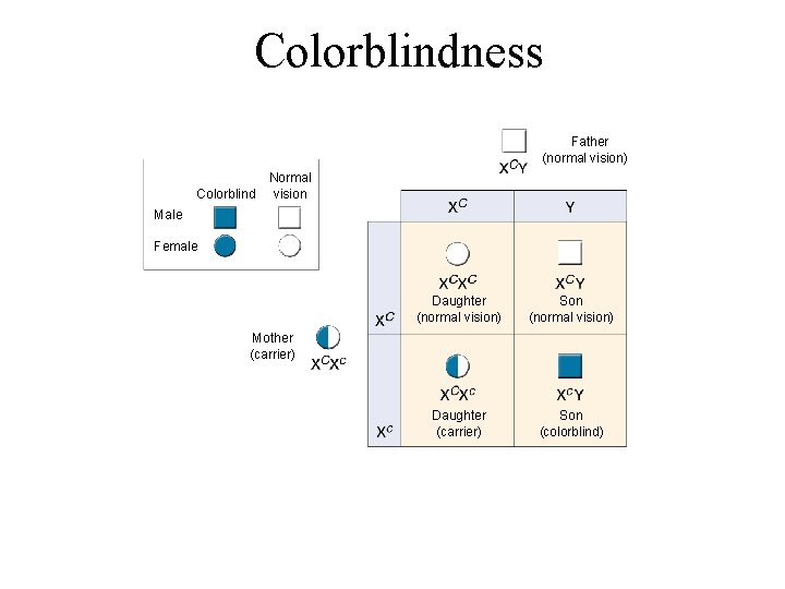 Figure 14 -13 Colorblindness Section 14 -2 Father (normal vision) Colorblind Normal vision Male