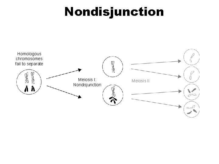 Nondisjunction Section 14 -2 Homologous chromosomes fail to separate Meiosis I: Nondisjunction Go to