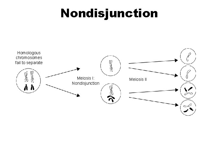 Section 14 -2 Nondisjunction Homologous chromosomes fail to separate Meiosis I: Nondisjunction Go to