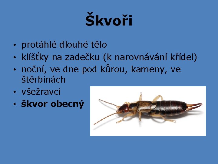 Škvoři • protáhlé dlouhé tělo • klíšťky na zadečku (k narovnávání křídel) • noční, Škvoři • protáhlé dlouhé tělo • klíšťky na zadečku (k narovnávání křídel) • noční,