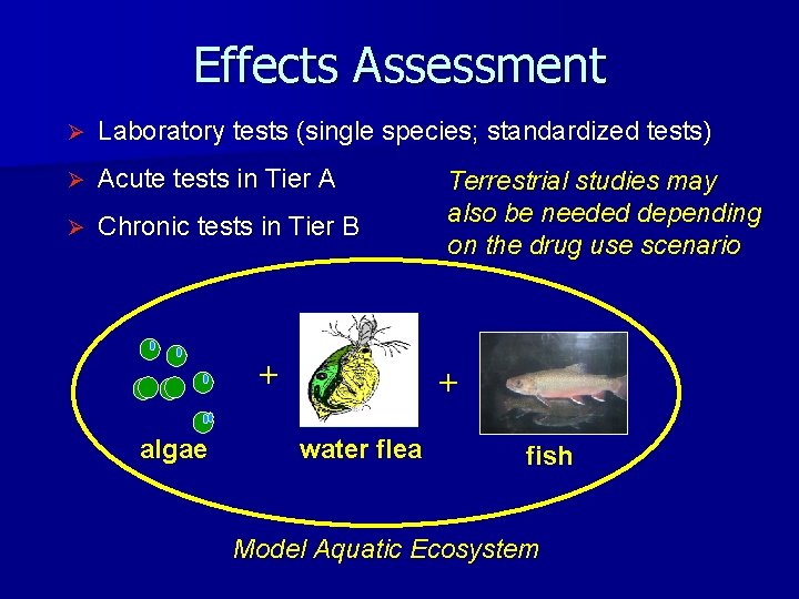 Effects Assessment Ø Laboratory tests (single species; standardized tests) Ø Acute tests in Tier