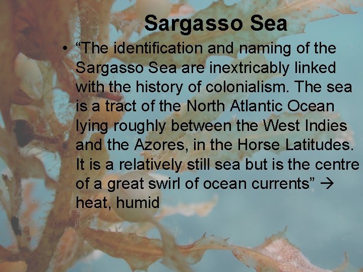 Sargasso Sea • “The identification and naming of the Sargasso Sea are inextricably linked