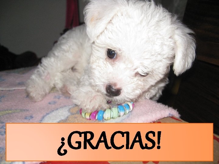 ¿GRACIAS! 