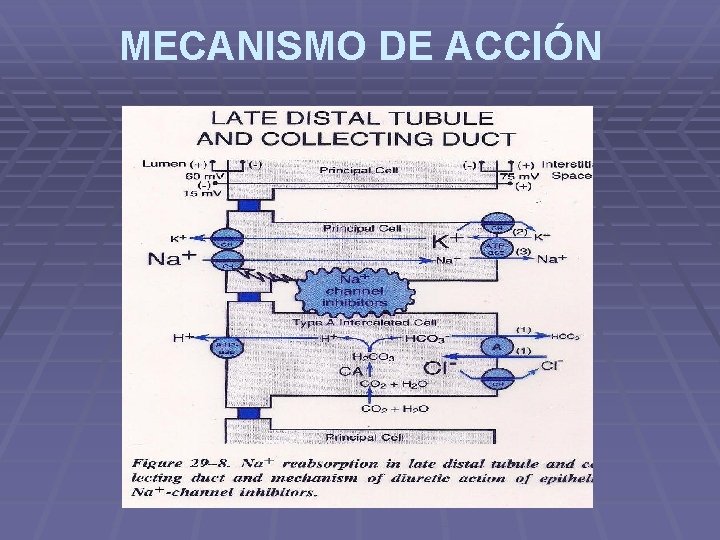 MECANISMO DE ACCIÓN MECANISMO DE ACCIÓN