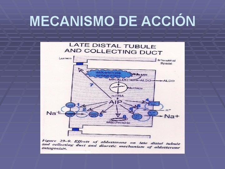 MECANISMO DE ACCIÓN MECANISMO DE ACCIÓN