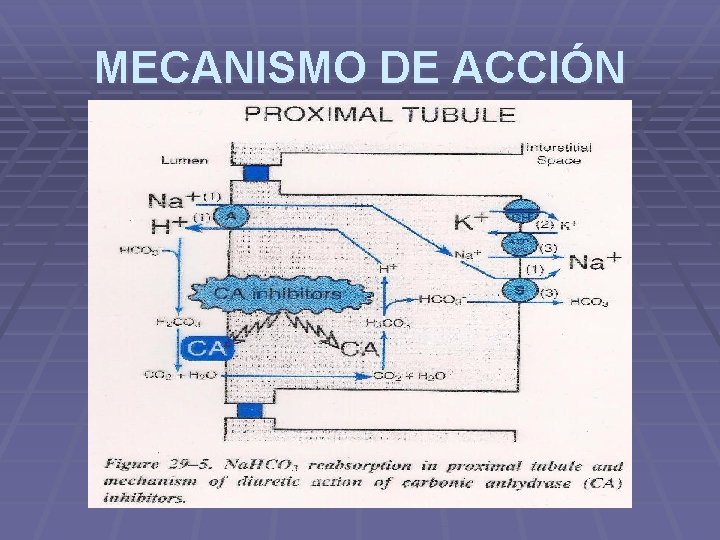 MECANISMO DE ACCIÓN MECANISMO DE ACCIÓN