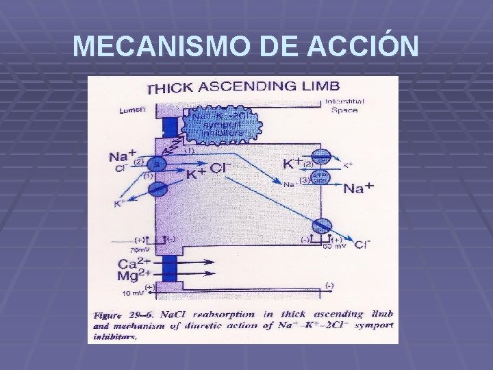 MECANISMO DE ACCIÓN MECANISMO DE ACCIÓN