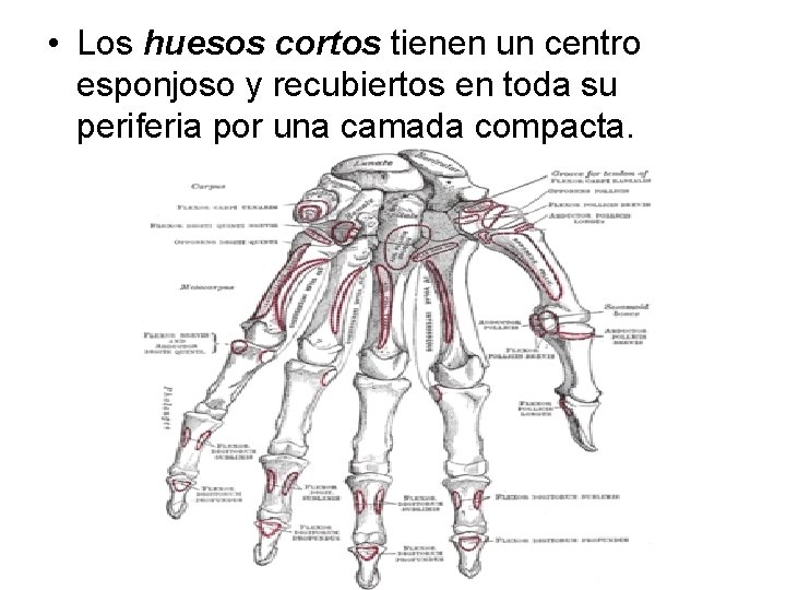  • Los huesos cortos tienen un centro esponjoso y recubiertos en toda su