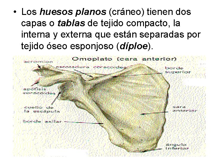  • Los huesos planos (cráneo) tienen dos capas o tablas de tejido compacto,