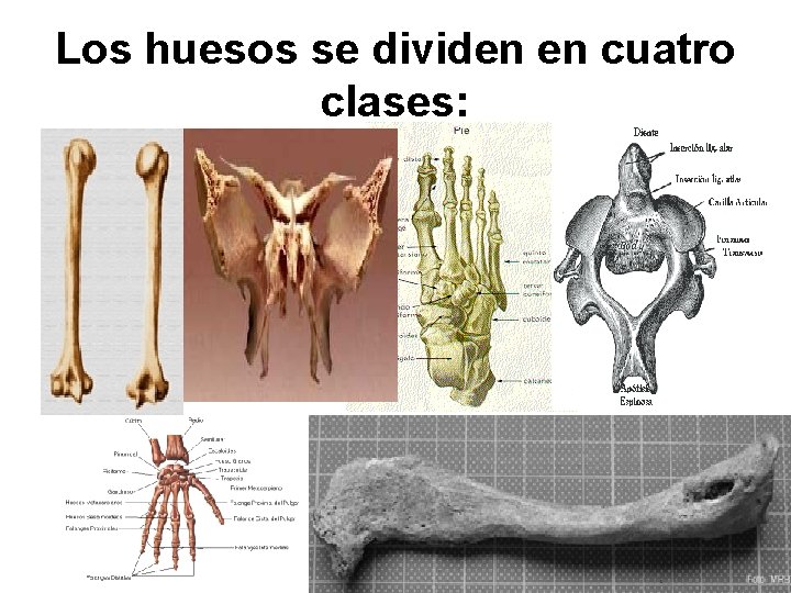 Los huesos se dividen en cuatro clases: 