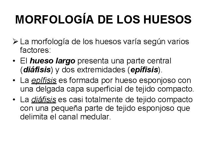 MORFOLOGÍA DE LOS HUESOS Ø La morfología de los huesos varía según varios factores: