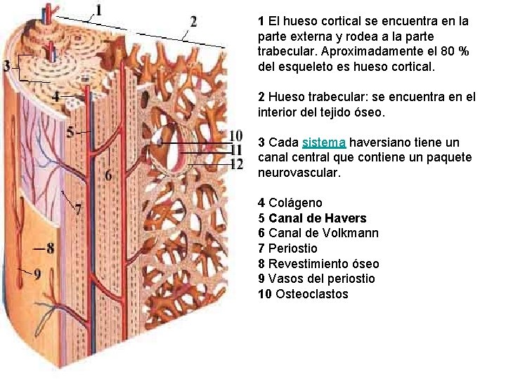 1 El hueso cortical se encuentra en la parte externa y rodea a la