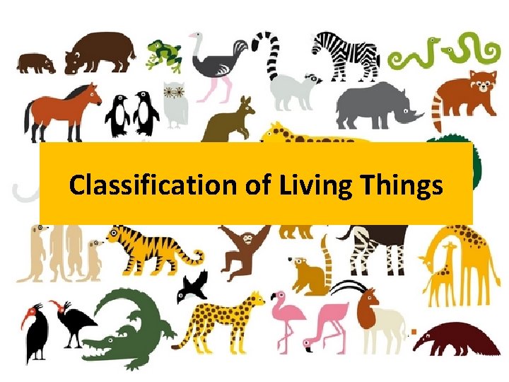 Classification Of Living Things How Would You Group