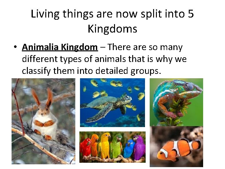 Living things are now split into 5 Kingdoms • Animalia Kingdom – There are