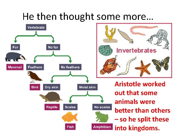 He then thought some more… Aristotle worked out that some animals were better than