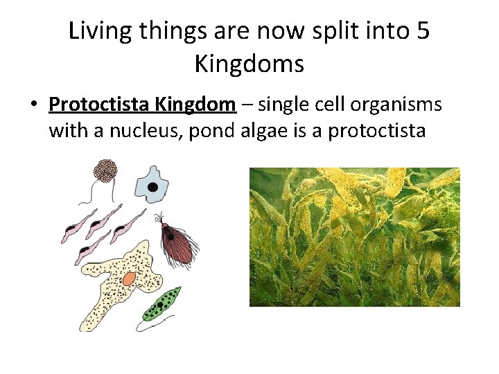 Living things are now split into 5 Kingdoms • Protoctista Kingdom – single cell