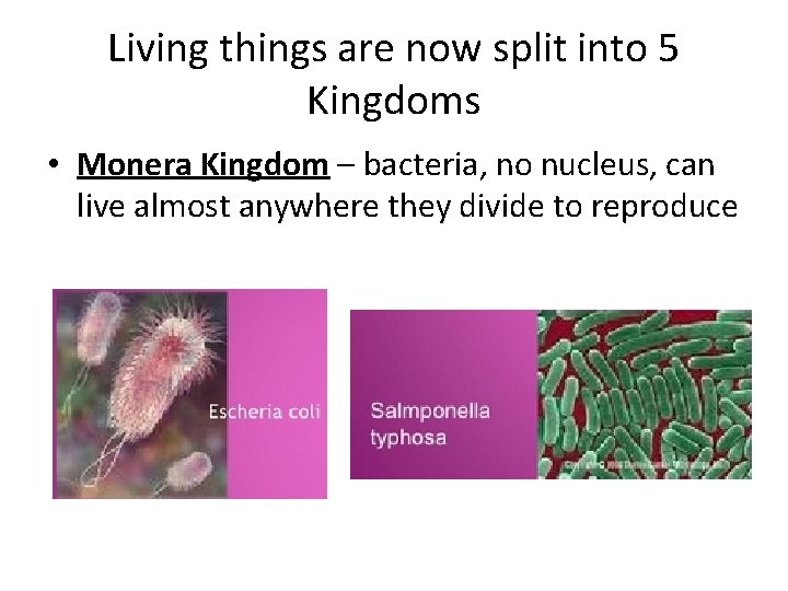 Living things are now split into 5 Kingdoms • Monera Kingdom – bacteria, no