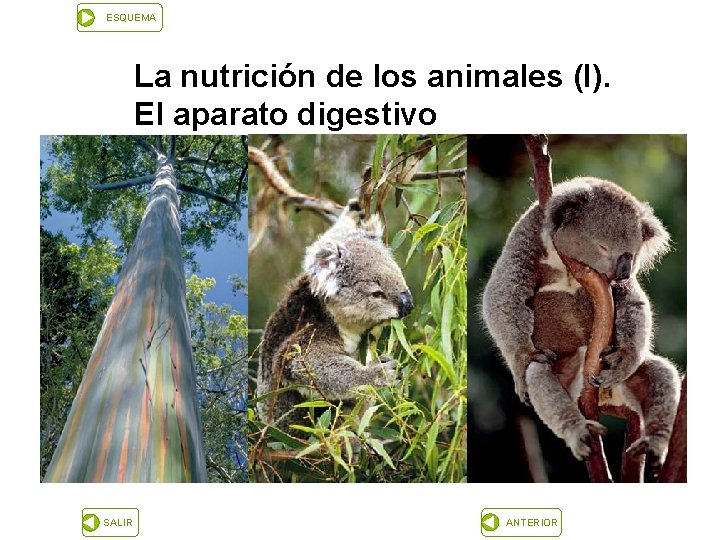 ESQUEMA La nutrición de los animales (I). El aparato digestivo SALIR ANTERIOR 