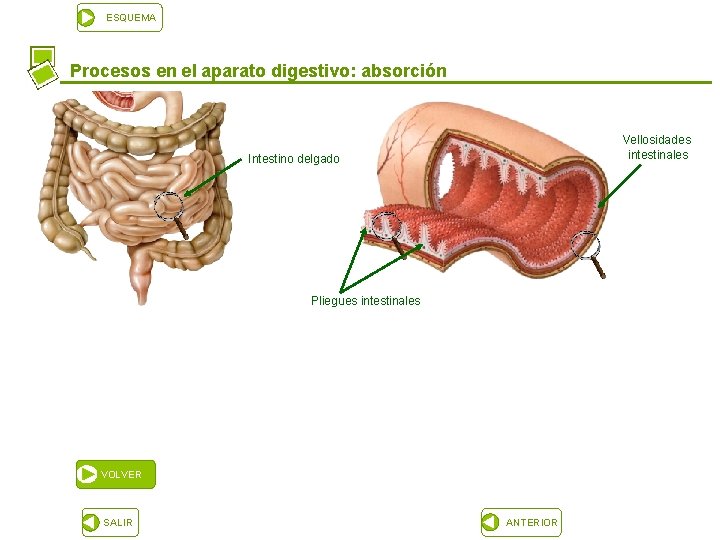 ESQUEMA Procesos en el aparato digestivo: absorción Vellosidades intestinales Intestino delgado Pliegues intestinales VOLVER