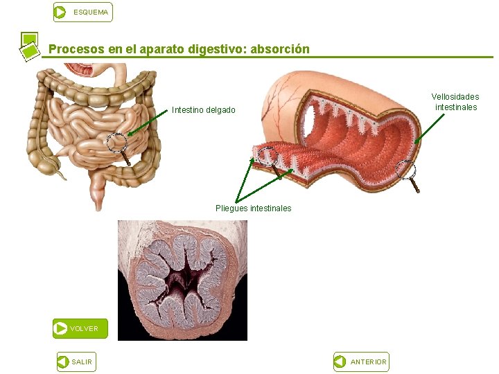 ESQUEMA Procesos en el aparato digestivo: absorción Vellosidades intestinales Intestino delgado Pliegues intestinales VOLVER