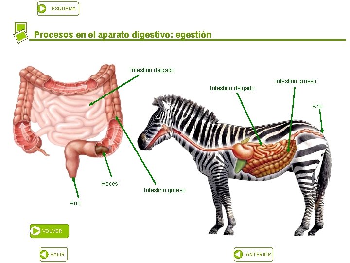 ESQUEMA Procesos en el aparato digestivo: egestión Intestino delgado Intestino grueso Intestino delgado Ano