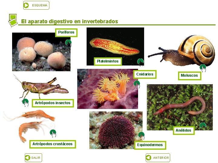 ESQUEMA El aparato digestivo en invertebrados Poríferos Platelmintos Cnidarios Moluscos Artrópodos insectos Anélidos Artrópodos