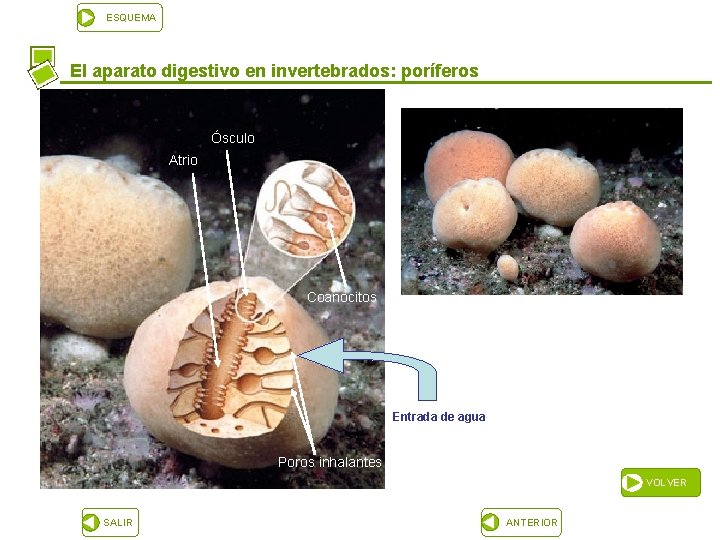 ESQUEMA El aparato digestivo en invertebrados: poríferos Ósculo Atrio Coanocitos Entrada de agua Poros