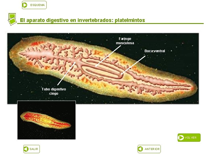 ESQUEMA El aparato digestivo en invertebrados: platelmintos Faringe musculosa Boca ventral Tubo digestivo ciego