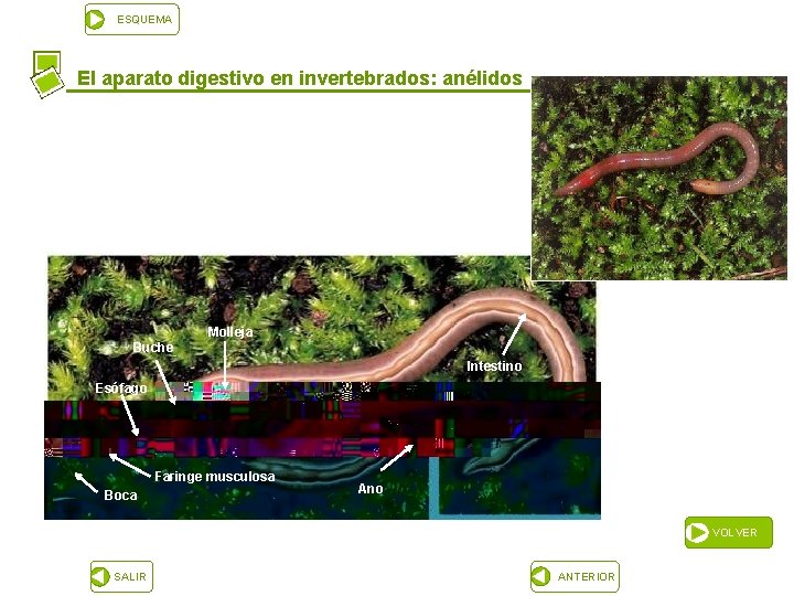 ESQUEMA El aparato digestivo en invertebrados: anélidos Molleja Buche Intestino Esófago Faringe musculosa Boca