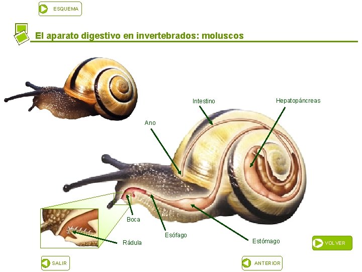 ESQUEMA El aparato digestivo en invertebrados: moluscos Intestino Hepatopáncreas Ano Boca Esófago Rádula SALIR