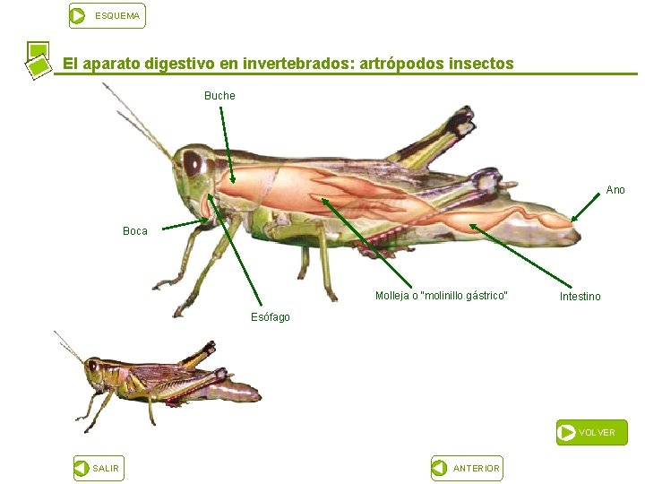 ESQUEMA El aparato digestivo en invertebrados: artrópodos insectos Buche Ano Boca Molleja o “molinillo