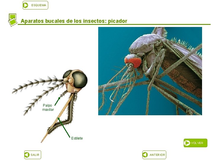 ESQUEMA Aparatos bucales de los insectos: picador Palpo maxilar Estilete VOLVER SALIR ANTERIOR 