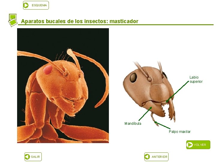 ESQUEMA Aparatos bucales de los insectos: masticador Labio superior Mandíbula Palpo maxilar VOLVER SALIR