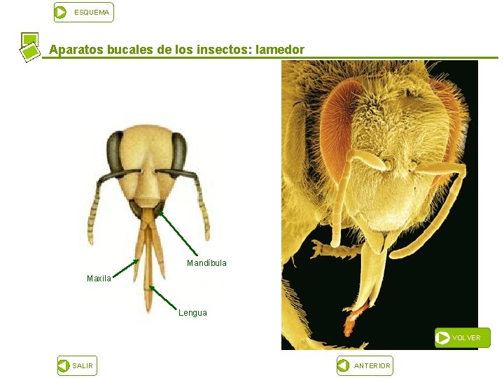 ESQUEMA Aparatos bucales de los insectos: lamedor Mandíbula Maxila Lengua VOLVER SALIR ANTERIOR 