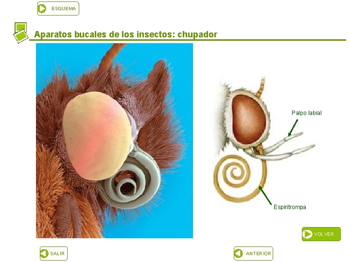 ESQUEMA Aparatos bucales de los insectos: chupador Palpo labial Espiritrompa VOLVER SALIR ANTERIOR 