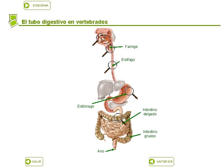 ESQUEMA El tubo digestivo en vertebrados Faringe Esófago Estómago Intestino delgado Intestino grueso Ano