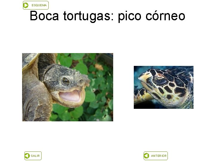 ESQUEMA Boca tortugas: pico córneo SALIR ANTERIOR 